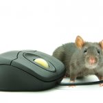 Les rats, un fléau pour les systèmes informatiques : comment agir rapidement ?